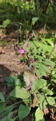Silene dioica