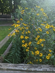 Rudbeckia triloba