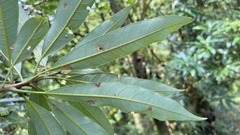 Litsea acuminata