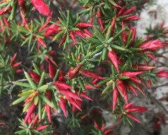 Stenanthera conostephioides