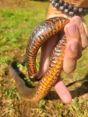 Nerodia sipedon sipedon