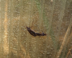 Sylvicola