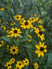 Rudbeckia triloba