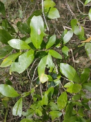 Cyclophyllum coprosmoides