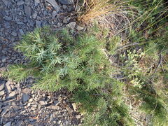 Juniperus deltoides