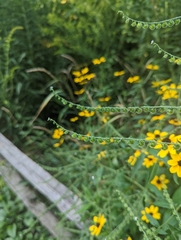 Rudbeckia triloba