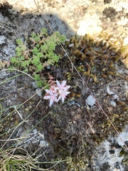Sedum anglicum