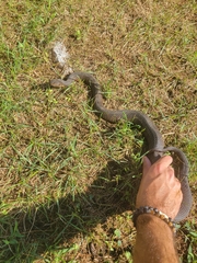 Nerodia sipedon sipedon