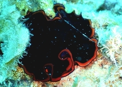 Pseudobiceros splendidus