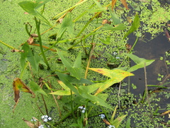 Sagittaria sagittifolia