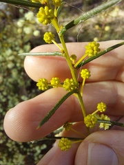 Acacia genistifolia