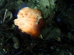 Brachaluteres jacksonianus