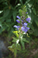 Dracocephalum moldavica