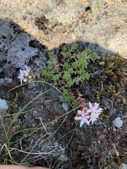 Sedum anglicum
