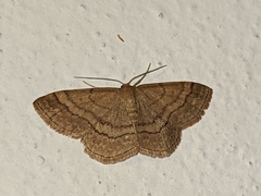 Scopula rubiginata