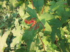 Phyllocnistis liquidambarisella