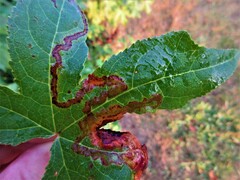 Phyllocnistis liquidambarisella