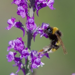 Bombus vestalis