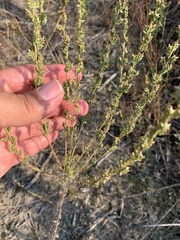 Artemisia marschalliana