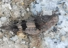 Oedipoda caerulescens