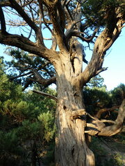 Juniperus excelsa