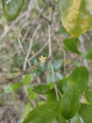 Cyclophyllum coprosmoides