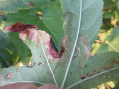 Phyllocnistis liquidambarisella