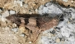 Oedipoda caerulescens