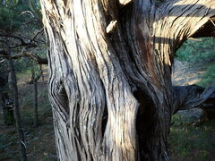 Juniperus excelsa