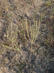 Artemisia marschalliana