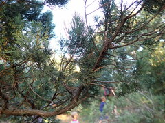 Juniperus excelsa