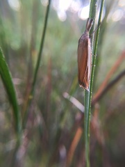 Crambus satrapellus