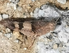 Oedipoda caerulescens