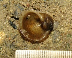 Amphipepleinae