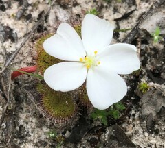 Drosera aberrans