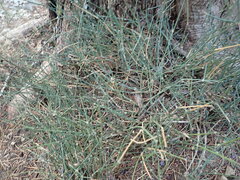 Ephedra distachya