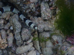 Myrichthys colubrinus