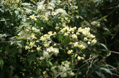 Clematis brevicaudata