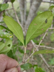 Cyclophyllum coprosmoides