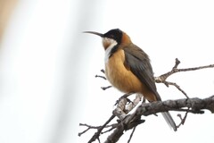 Acanthorhynchus tenuirostris