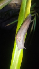 Triboniophorus graeffei