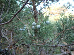 Juniperus excelsa