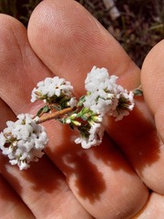 Leucopogon microphyllus pilibundus