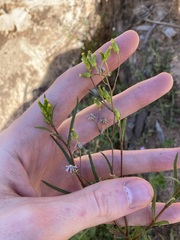 Senecio glossanthus