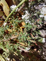 Leucopogon microphyllus pilibundus