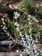 Leucopogon microphyllus pilibundus