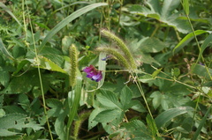 Vicia unijuga