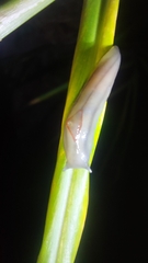 Triboniophorus graeffei