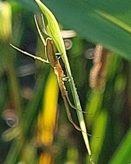 Tetragnatha