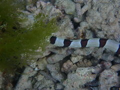 Myrichthys colubrinus